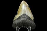 Bargain, Megalodon Tooth - North Carolina #88655-2